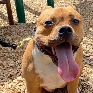 Meet your Posher, Tj